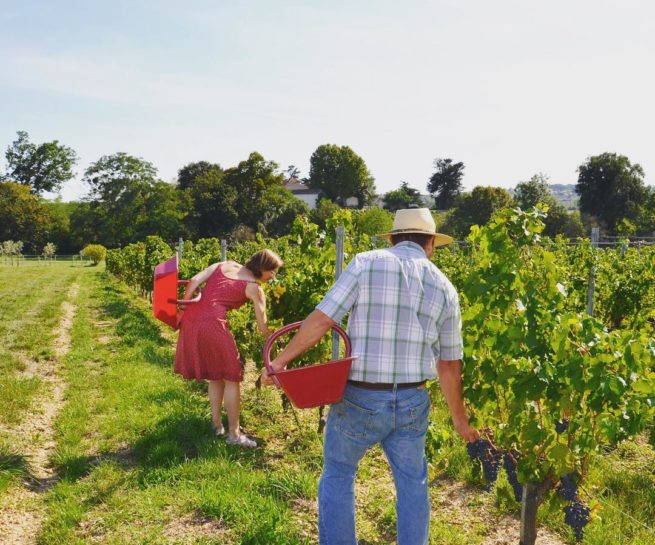 Thierry et cécile pendant les vendanges