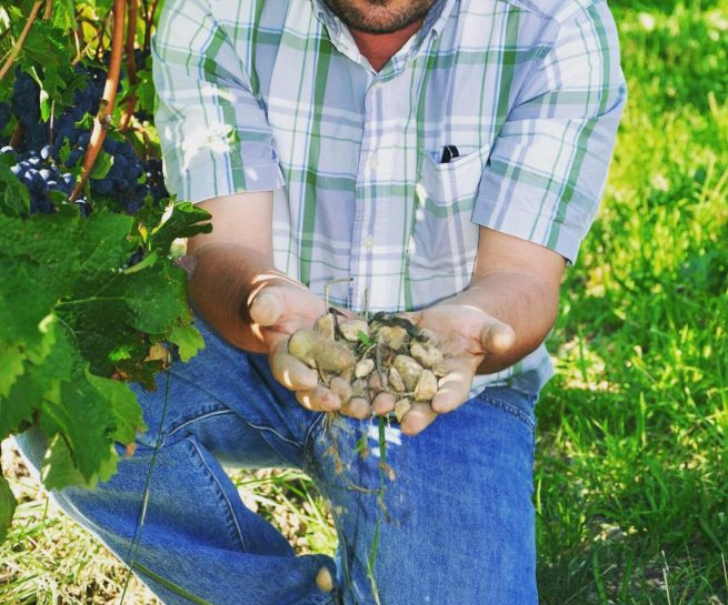 Thierry dans la vigne