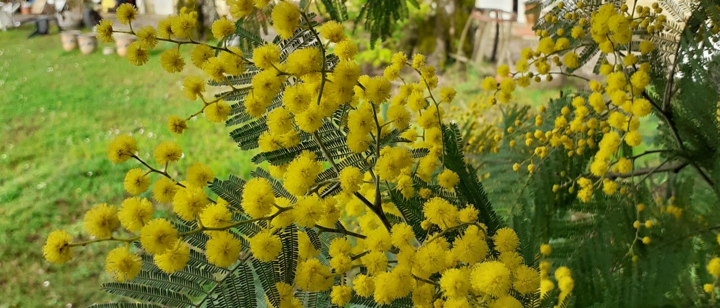 Mimosa fleur Brethous