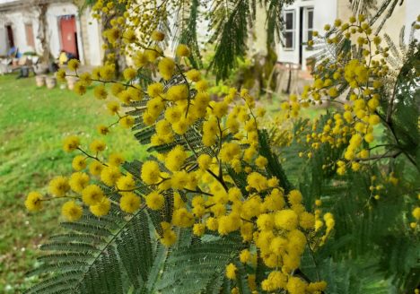 Mimosa fleur Brethous