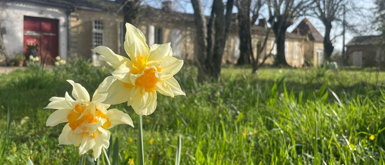 printemps en jonquilles