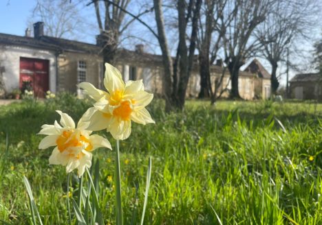 printemps en jonquilles