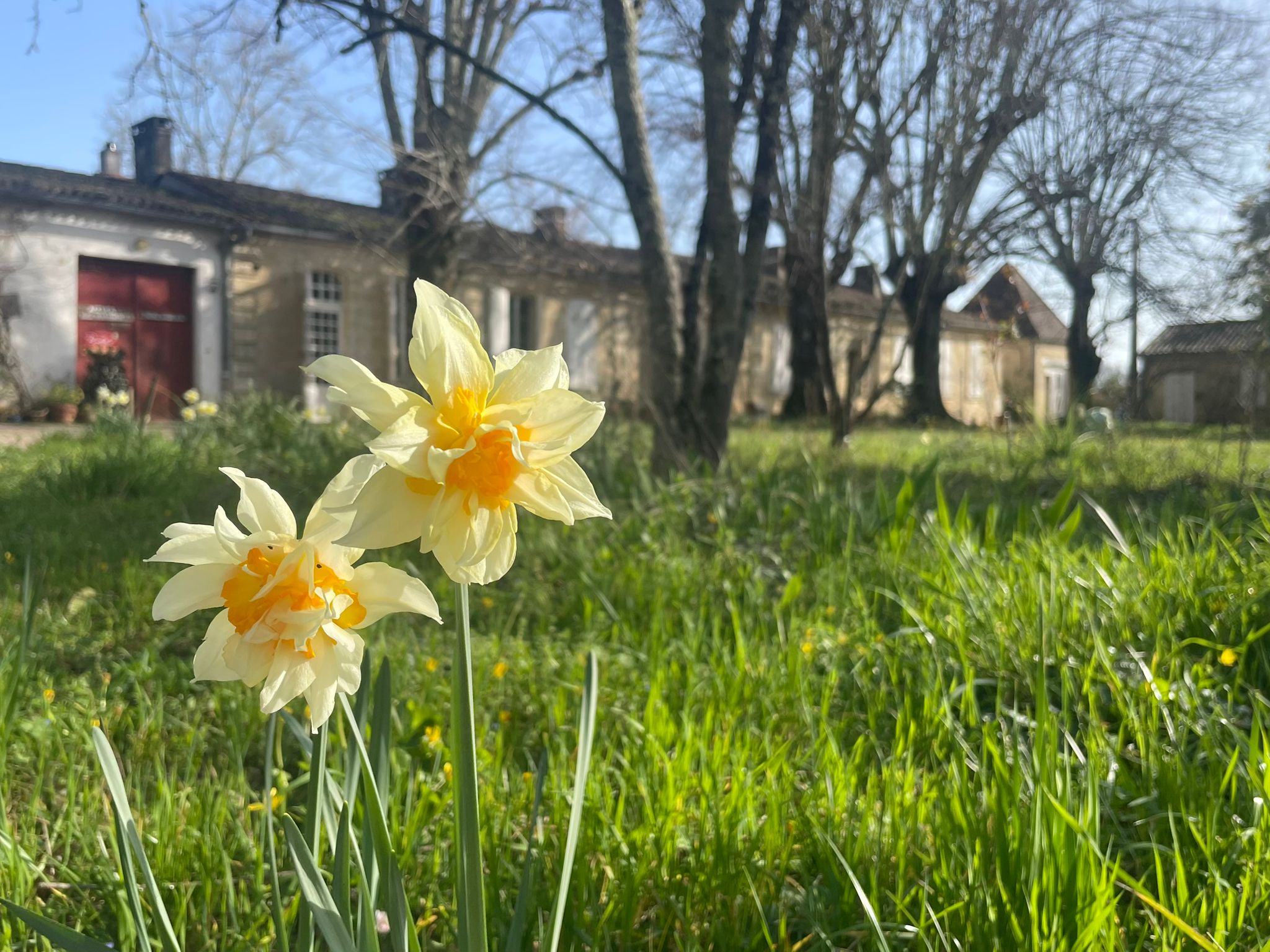 printemps en jonquilles